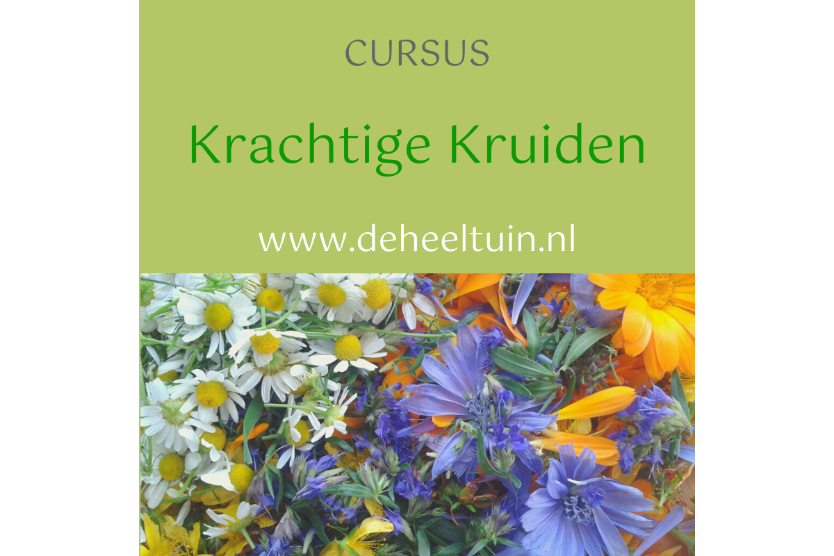 Cursus Krachtige Kruiden