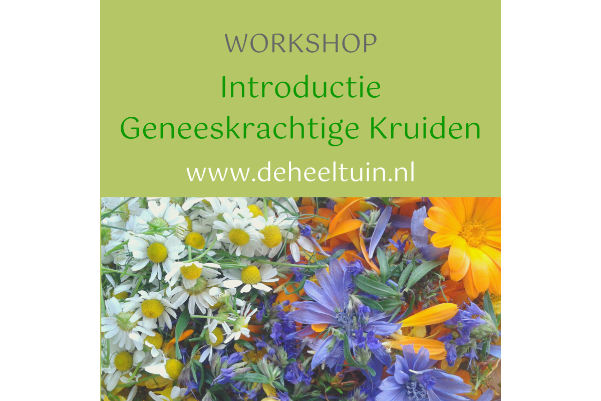 Workshop Introductie Geneeskrachtige Kruiden